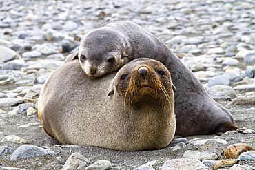 Antarctic fur seal mother and pup (Arctocephalus gazella) on South Georgia, Southern Ocean