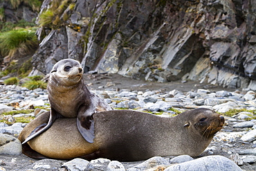 Antarctic fur seal mother and pup (Arctocephalus gazella) on South Georgia, Southern Ocean