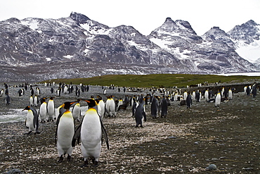 King penguin (Aptenodytes patagonicus) breeding and nesting colony at Salisbury Plains, Bay of Isles on South Georgia Island, Southern Ocean.