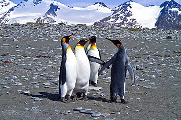 King penguin (Aptenodytes patagonicus) breeding and nesting colony at Salisbury Plains, Bay of Isles on South Georgia Island, Southern Ocean.