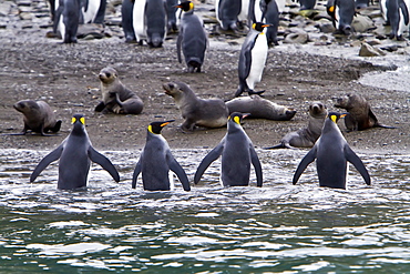 King penguin (Aptenodytes patagonicus) breeding and nesting colony Fortuna Bay on South Georgia Island, Southern Ocean.