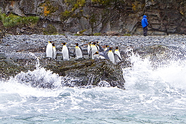 King penguin (Aptenodytes patagonicus) breeding and nesting colony Fortuna Bay on South Georgia Island, Southern Ocean.