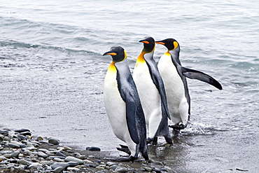 King penguin (Aptenodytes patagonicus) breeding and nesting colony Fortuna Bay on South Georgia Island, Southern Ocean.