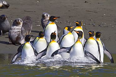 King penguin (Aptenodytes patagonicus) breeding and nesting colony Hercules Bay on South Georgia Island, Southern Ocean.