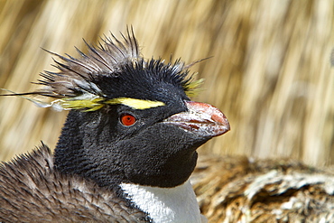 Adult southern rockhopper penguin (Eudyptes chrysocome chrysocome) at breeding and molting colony on New Island in the Falkland Islands, South Atlantic Ocean