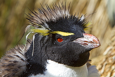 Adult southern rockhopper penguin (Eudyptes chrysocome chrysocome) at breeding and molting colony on New Island in the Falkland Islands, South Atlantic Ocean