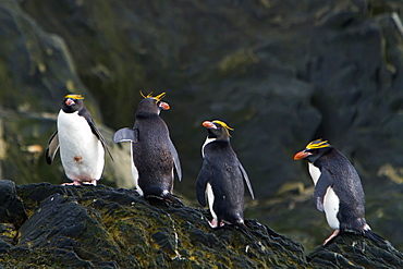 Adult macaroni penguin (Eudyptes chrysolophus) on Elephant Island, South Shetlands, Antarctica