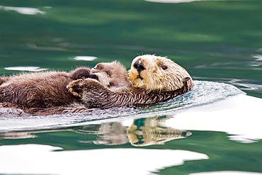 Adult sea otter (Enhydra lutris kenyoni) mother and pup in Inian Pass, Southeastern Alaska, USA. Pacific Ocean