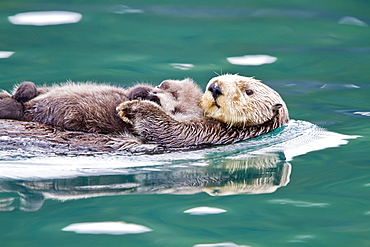 Adult sea otter (Enhydra lutris kenyoni) mother and pup in Inian Pass, Southeastern Alaska, USA. Pacific Ocean