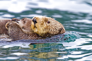 Adult sea otter (Enhydra lutris kenyoni) mother and pup in Inian Pass, Southeastern Alaska, USA. Pacific Ocean