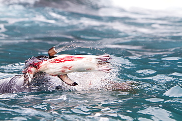 Adult leopard seal (Hydrurga leptonyx) Catching, flailing, and eating a chinstrap penguin at Point Wild on Elephant Island, South Shetland Islands, Southern Ocean