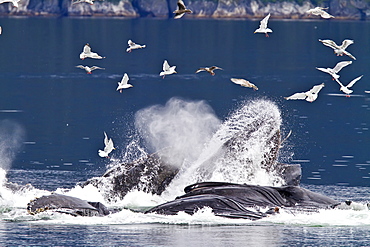 A group of adult humpback whales (Megaptera novaeangliae) co-operatively "bubble-net" feeding in Southeast Alaska, USA. Pacific Ocean