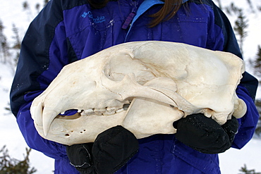 Two year old male Polar Bear (Ursus maritimus) skull near Churchill, Manitoba, Canada.