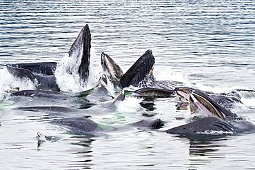 A group of adult humpback whales (Megaptera novaeangliae) co-operatively "bubble-net" feeding in Southeast Alaska, USA. Pacific Ocean