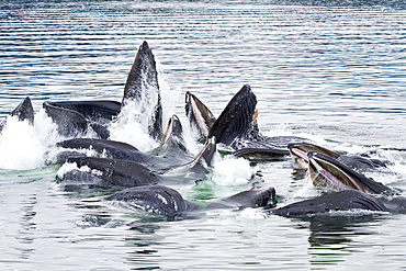 A group of adult humpback whales (Megaptera novaeangliae) co-operatively "bubble-net" feeding in Southeast Alaska, USA. Pacific Ocean