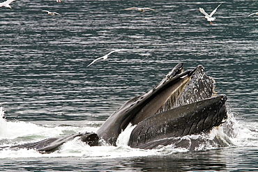 A group of adult humpback whales (Megaptera novaeangliae) co-operatively "bubble-net" feeding in Southeast Alaska, USA. Pacific Ocean