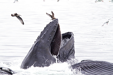 A group of adult humpback whales (Megaptera novaeangliae) co-operatively "bubble-net" feeding in Southeast Alaska, USA. Pacific Ocean