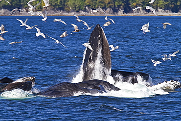 A group of adult humpback whales (Megaptera novaeangliae) co-operatively "bubble-net" feeding in Southeast Alaska, USA. Pacific Ocean