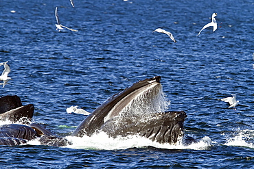 A group of adult humpback whales (Megaptera novaeangliae) co-operatively "bubble-net" feeding in Southeast Alaska, USA. Pacific Ocean