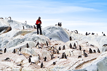 Researchers from OCEANITES counting penguins from the Lindblad Expedition ship National Geographic Explorer (shown here is )working in Antarctica