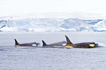 A small pod of about 25 "Type B" killer whales (Orcinus orca) near the Antarctic Peninsula, Antarctica, Southern Ocean