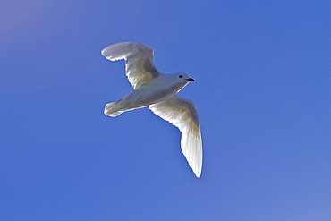 Adult snow petrel (Pagodroma nivea nivea) near the Antarctic Peninsula, Antarctica, Southern Ocean