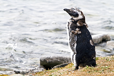 Magellanic penguins (Spheniscus magellanicus) on the beach at a breeding and molting site on Carcass Island, Falkland Islands, South Atlantic