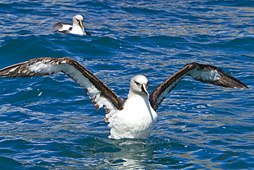 Adult Grey-headed Albatross, (Thalassarche chrysostoma), also known as the Grey-headed Mollymawk, in Fortuna Bay, South Georgia, Southern Ocean