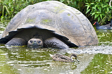 Galapagos white-cheeked pintail (Anas bahamensis galapagensis) feeding near giant tortoise in the Galapagos Island Archipelago, Ecuador