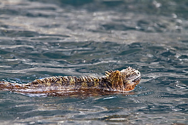 The endemic Galapagos marine iguana (Amblyrhynchus cristatus) in the Galapagos Island Archipelago, Ecuador