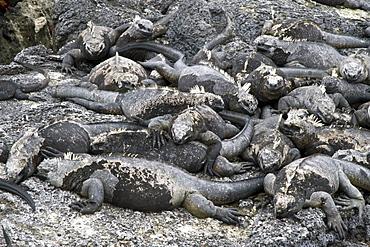 The endemic Galapagos marine iguana (Amblyrhynchus cristatus) in the Galapagos Island Archipelago, Ecuador