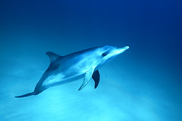 Young Atlantic Spotted Dolphin (Stenella frontalis) underwater on the Little Bahama Banks, Grand Bahama Island, Bahamas.
(Resolution Restricted - pls contact us)