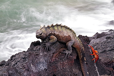 The endemic Galapagos marine iguana (Amblyrhynchus cristatus) in the Galapagos Island Archipelago, Ecuador