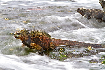 The endemic Galapagos marine iguana (Amblyrhynchus cristatus) in the Galapagos Island Archipelago, Ecuador