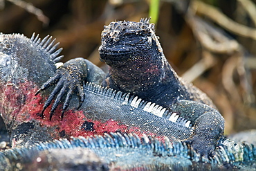 The endemic Galapagos marine iguana (Amblyrhynchus cristatus) on Espanola Island in the Galapagos Island Archipelago, Ecuador