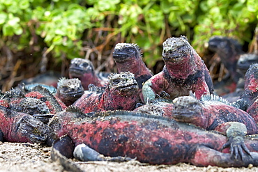 The endemic Galapagos marine iguana (Amblyrhynchus cristatus) on Espanola Island in the Galapagos Island Archipelago, Ecuador