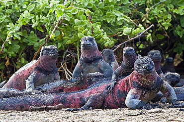 The endemic Galapagos marine iguana (Amblyrhynchus cristatus) on Espanola Island in the Galapagos Island Archipelago, Ecuador