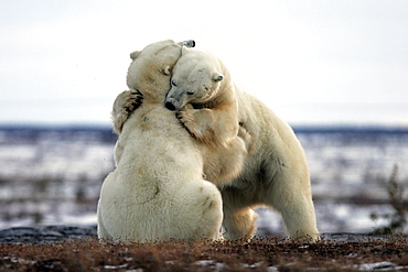 Adult male Polar Bears (Ursus maritimus) in ritualistic fighting stance (injuries are rare) near Churchill, Manitoba, Canada.