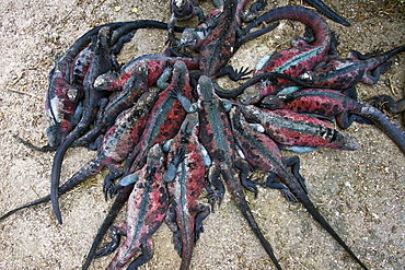 The endemic Galapagos marine iguana (Amblyrhynchus cristatus) on Espanola Island in the Galapagos Island Archipelago, Ecuador