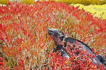 The endemic Galapagos marine iguana (Amblyrhynchus cristatus) on Espanola Island in the Galapagos Island Archipelago, Ecuador