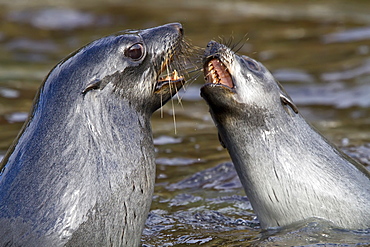 Antarctic fur seal pup (Arctocephalus gazella) mock-fighting on South Georgia, Southern Ocean