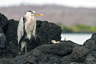 Adult great blue heron (Ardea herodias cognata) at Cerro Dragon on Santa Cruz Island in the Galapagos Island Archipelago, Ecuador