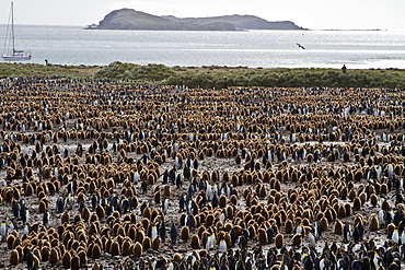 King penguins (Aptenodytes patagonicus) in downy plumage (often called "okum boys") on South Georgia Island, Southern Ocean.