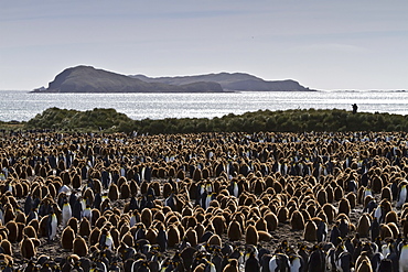 King penguins (Aptenodytes patagonicus) in downy plumage (often called "okum boys") on South Georgia Island, Southern Ocean.