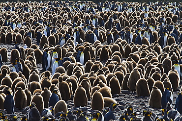 King penguins (Aptenodytes patagonicus) in downy plumage (often called "okum boys") on South Georgia Island, Southern Ocean.