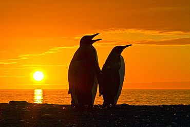 King penguins (Aptenodytes patagonicus) at sunrise on South Georgia Island, Southern Ocean. 