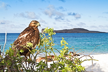 Young Galapagos hawk (Buteo galapagoensis) in the Galapagos Island Archipelago, Ecuador. MORE INFO This raptor species is endemic to the Galapagos Islands. 