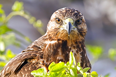 Young Galapagos hawk (Buteo galapagoensis) in the Galapagos Island Archipelago, Ecuador. MORE INFO This raptor species is endemic to the Galapagos Islands. 