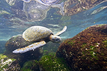 Adult green sea turtle (Chelonia mydas agassizii) underwater off the west side of Isabela Island in the Galapagos Island Archipelago, Ecuador