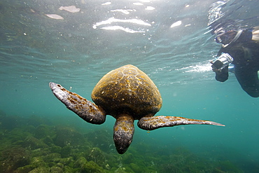 Adult green sea turtle (Chelonia mydas agassizii) underwater off the west side of Isabela Island in the Galapagos Island Archipelago, Ecuador